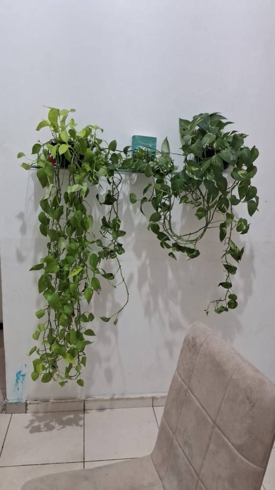 Galeria BOTÂNICA ERVAS E PRODUTOS NATURAIS